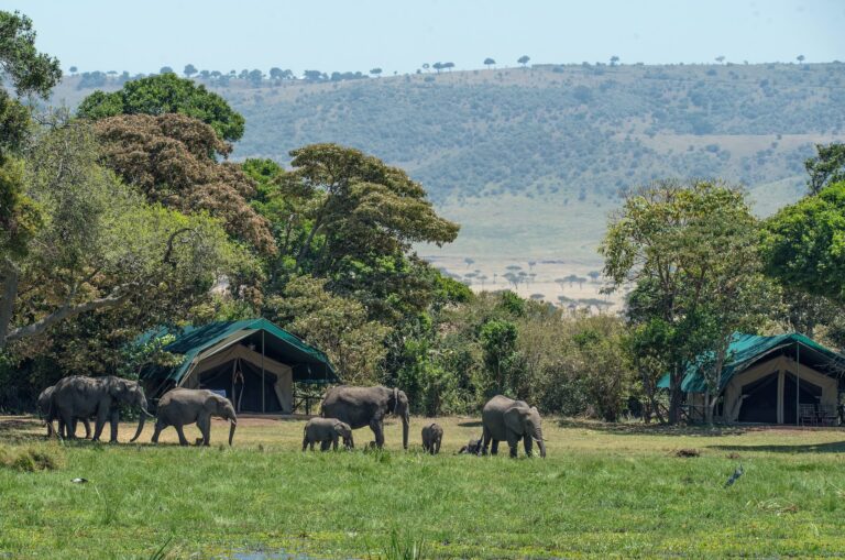 Best places to visit for an african safari_FeaturedImage - Travheir Best places to visit for an african safari_FeaturedImage