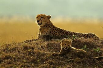 Best place to visit in Botswana_FeaturedImage Best places to visit in Botswana_FeaturedImage